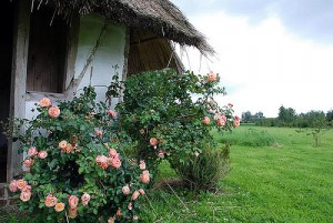20100423 - jardin