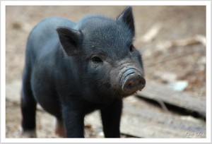 cochon